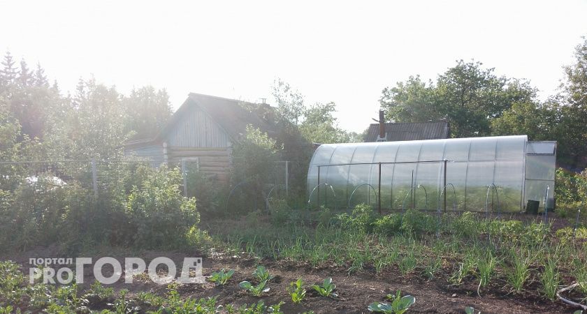 Плодородность земли вырастет в разы: после выкопки лука и чеснока внесите в почву это — не навоз и не компост