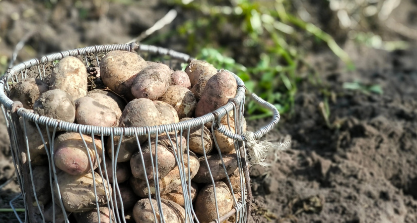 В Коми подешевел картофель, а мороженая рыба стала дороже