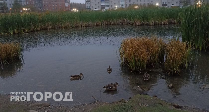 В Коми охотник из Усть-Куломского района незаконно добыл двух уток