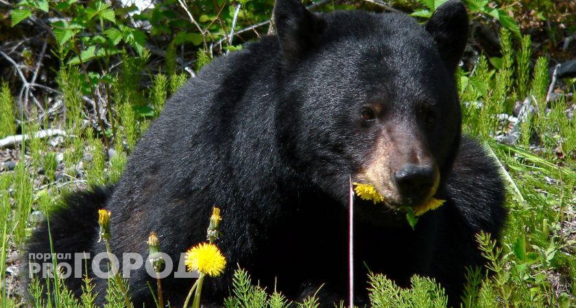 В одном из городов Коми нашли убитого медведя