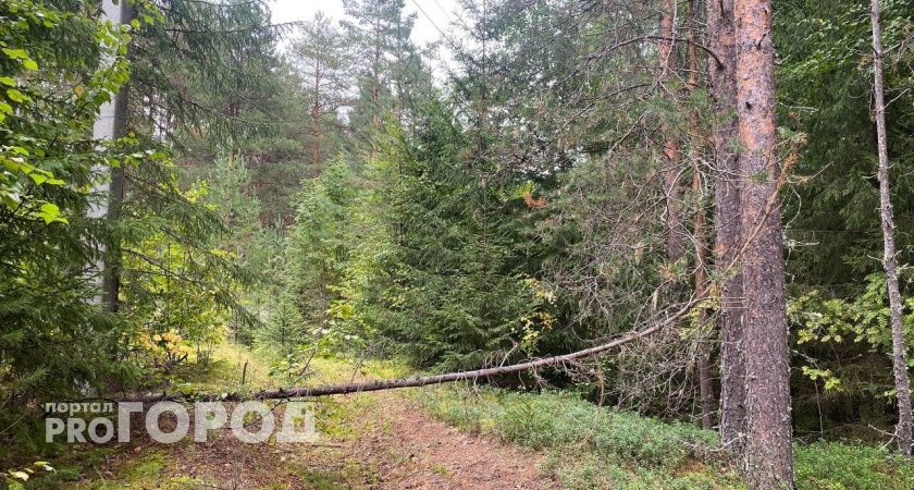 В Коми женщина ушла в лес за ягодами у провалилась в болото: потребовалась помощь спасателей