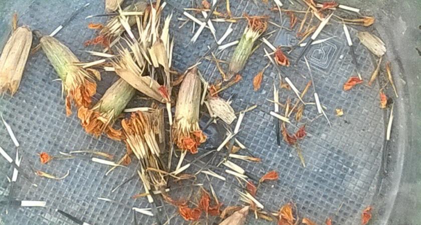 Промахи садоводов: что происходит, если не собирать семена бархатцев вовремя