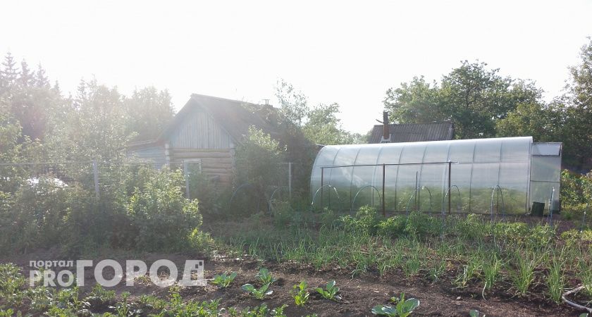 Плодородность земли вырастет в разы: после выкопки лука и чеснока внесите в почву это — не навоз и не компост