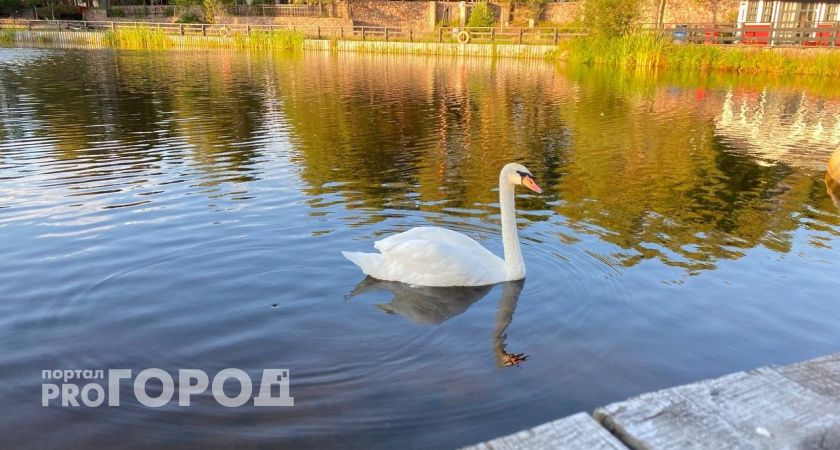 В Коми погибла пара лебедей: волонтеры не успели им помочь 