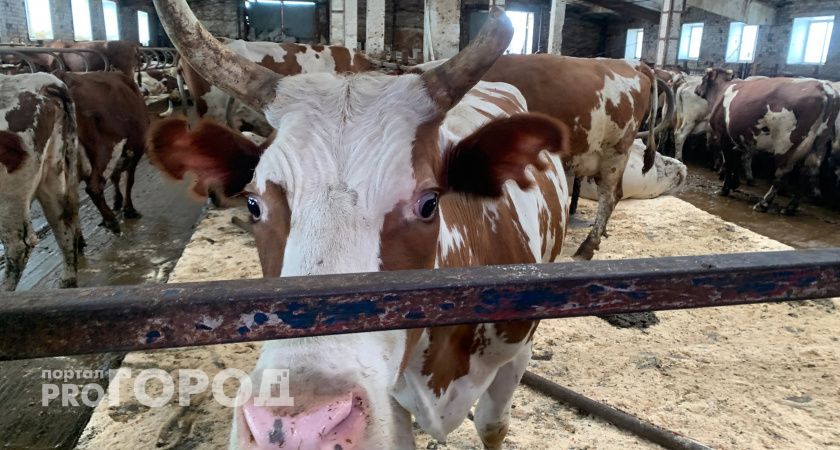 В Коми начали производить больше молока