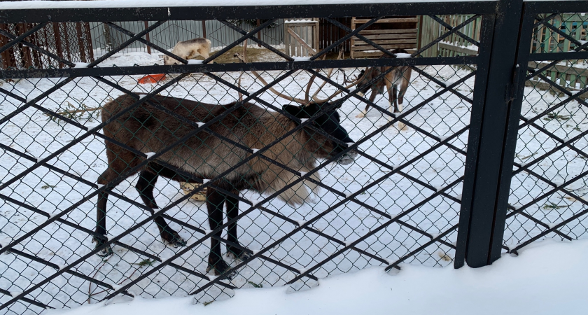 В Коми в разы перевыполнен план по постановке на кадастровый учет сельхозземель