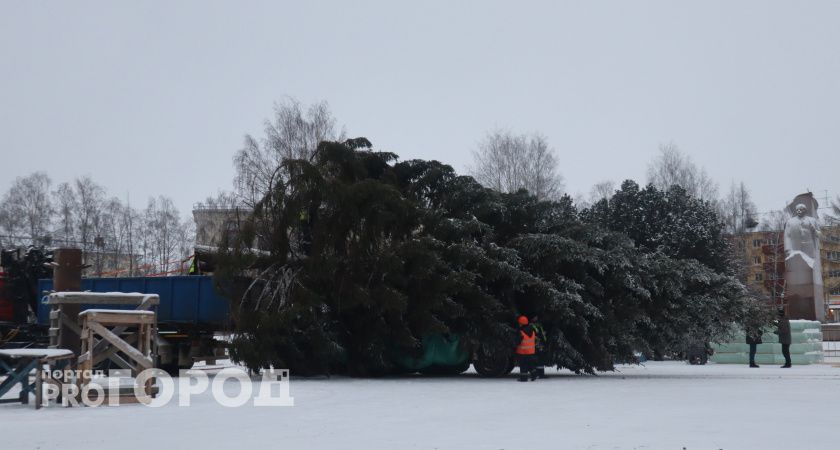 В Сыктывкар главную новогоднюю елку привезут 5 декабря из Яснэга 