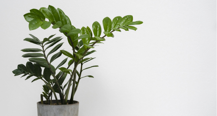 Не отход, а бриллиант: подкормите им замиокулькас – листья с блюдце и много новых побегов