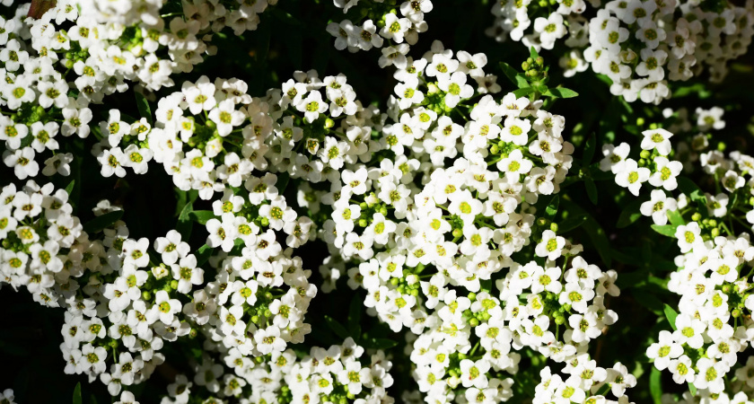 Цветет все лето: многолетняя красавица с пушистыми шапками цветов для клумбы и букетов — растет на любой почве