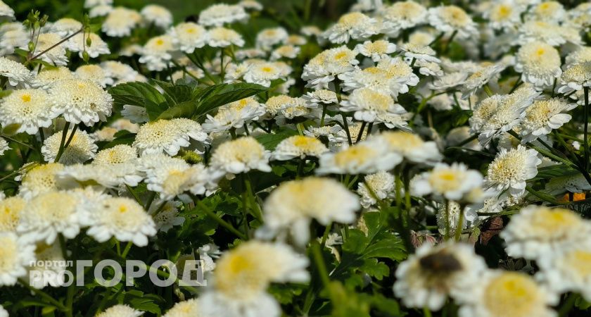 Забудьте про петунии: у этого цветка кусты-шарики укрыты цветами все лето — цветут до самой глубокой осени