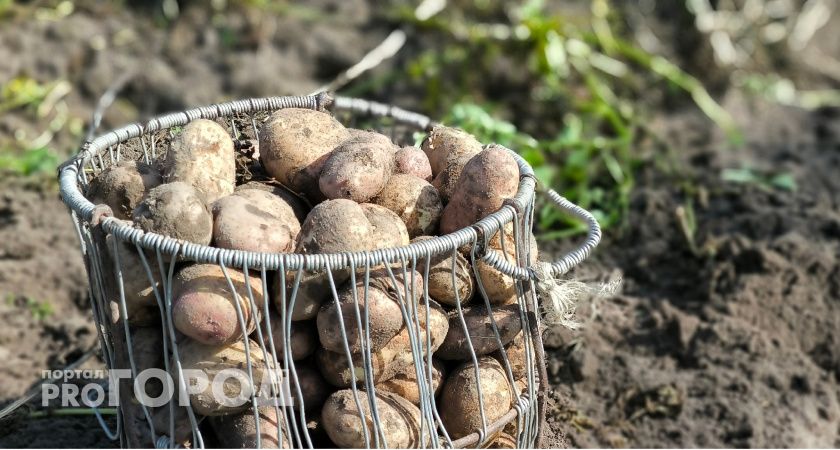 Меняем метод посадки картофеля — и урожайность вырастет в три раза, заодно защита от фитофторы