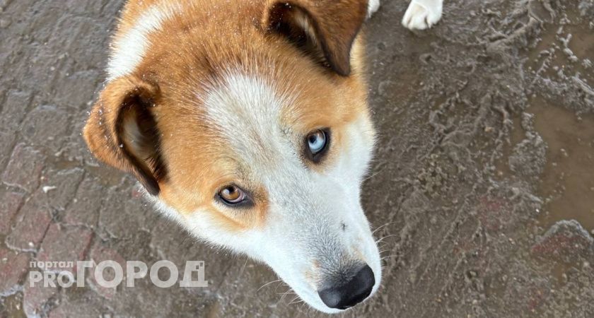 В Коми водитель взыскал компенсацию в размере 56 тысяч рублей с хозяина сбитой собаки