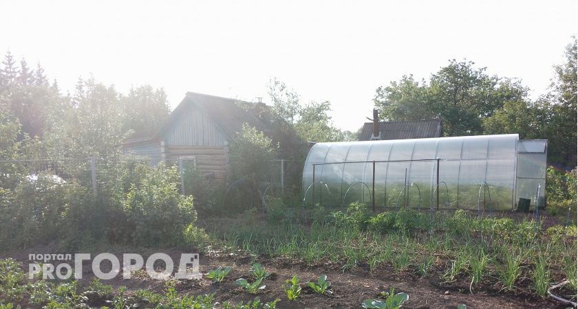 Саженцы и рассада гибнут несмотря на все усилия: садоводы рассказали, почему так происходит и как этого избежать