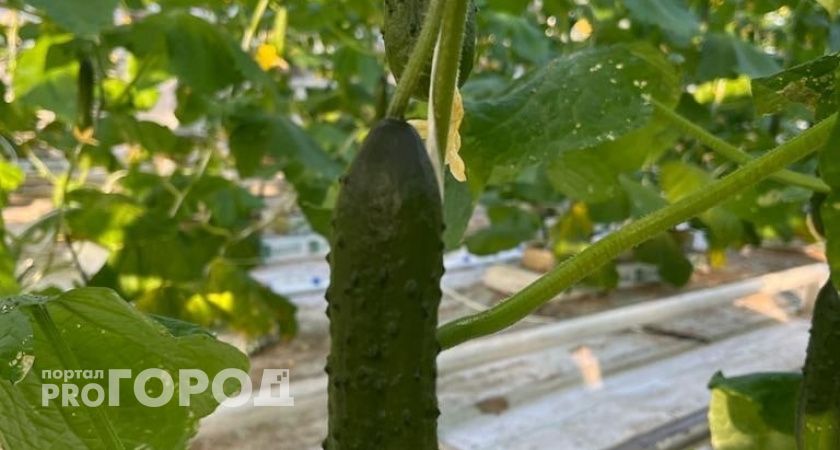 Всего одну "старую" таблетку в почву и рассада растет в 3 раза быстрее - 10 кустов, а урожай как с плантации