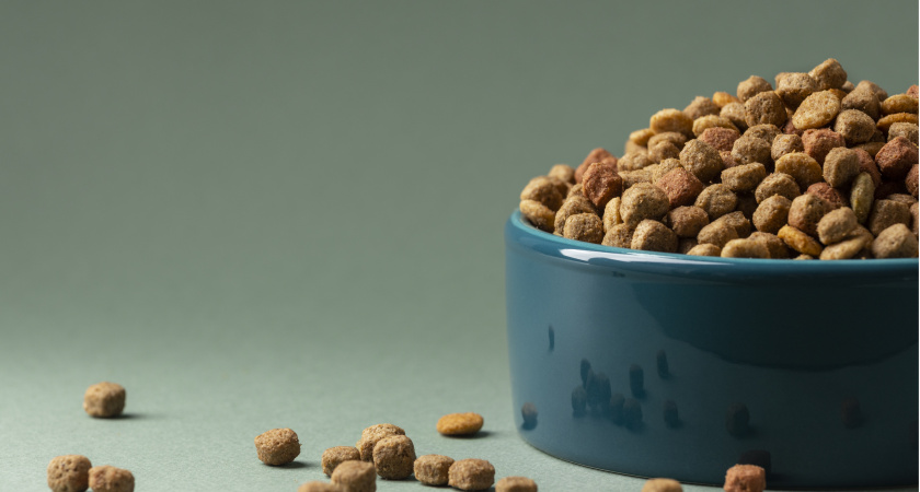 "Не травите этим кошек": в Роскачестве озвучили самые худшие марки корма для питомцев