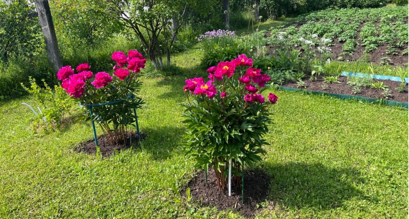 Не сажайте что попало: именно эти растения действительно полезны для деревьев вашего сада