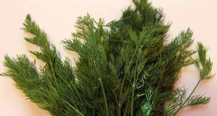 Нужно ли мыть укроп и петрушку. Запомните это раз и навсегда
