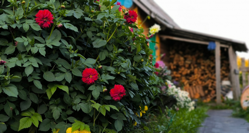 Прячемся от соседей красиво: 7 растений, которые легко создадут живой забор