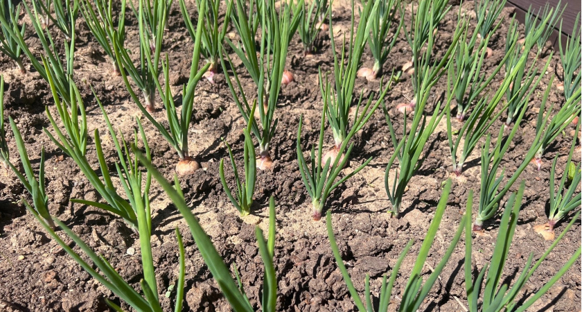 Секрет урожая лука: как обычная пищевая сода сделает ваш огород идеальным