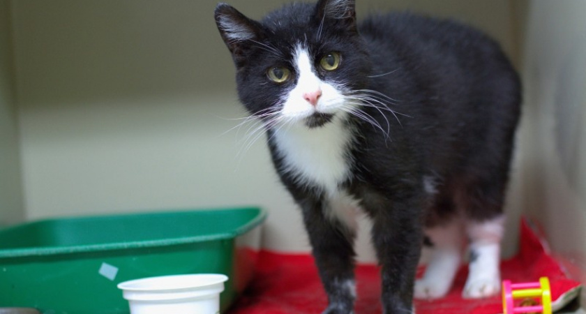 Сыктывкарский приют для животных "Кошки за окошком" собрал почти миллион для нового помещения 