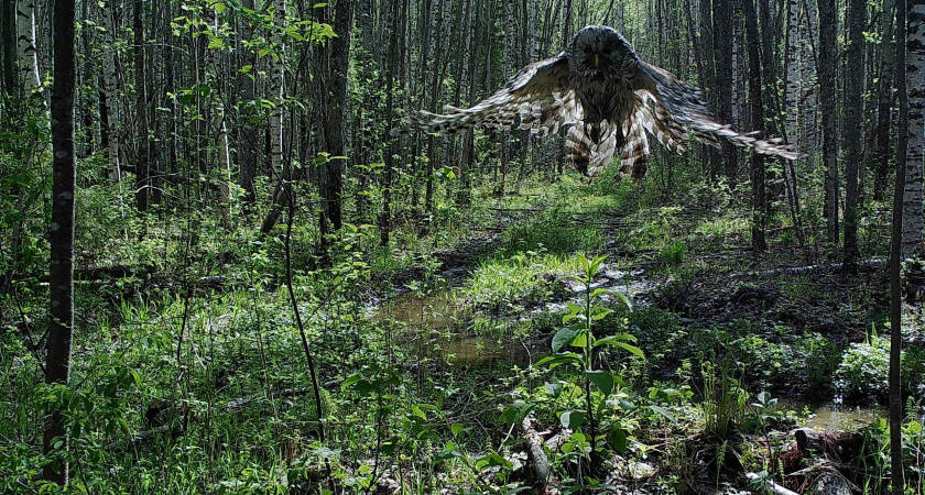 Национальный парк “Койгородский” приглашает жителей региона принять участие в экологическом конкурсе "Останови огонь!"