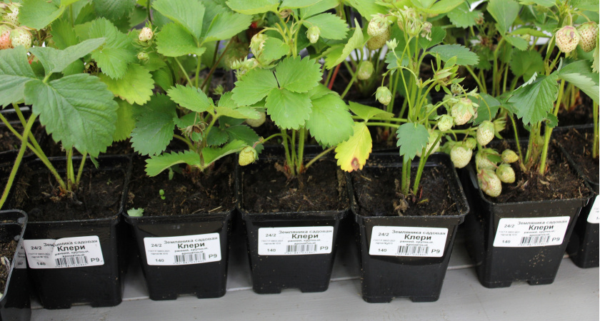 1 пакетик чая – и рассада почувствует себя словно на курорте: секреты эксперта-садовода