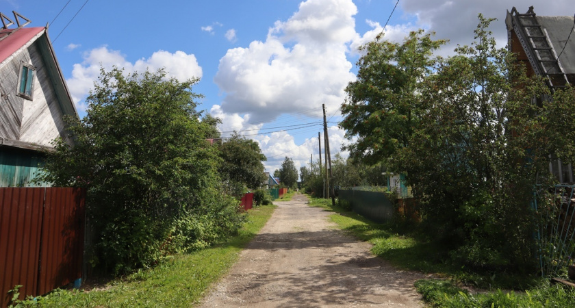 Закапываем это под кустом – смородина крупнее винограда: богатейший урожай без особых хлопот