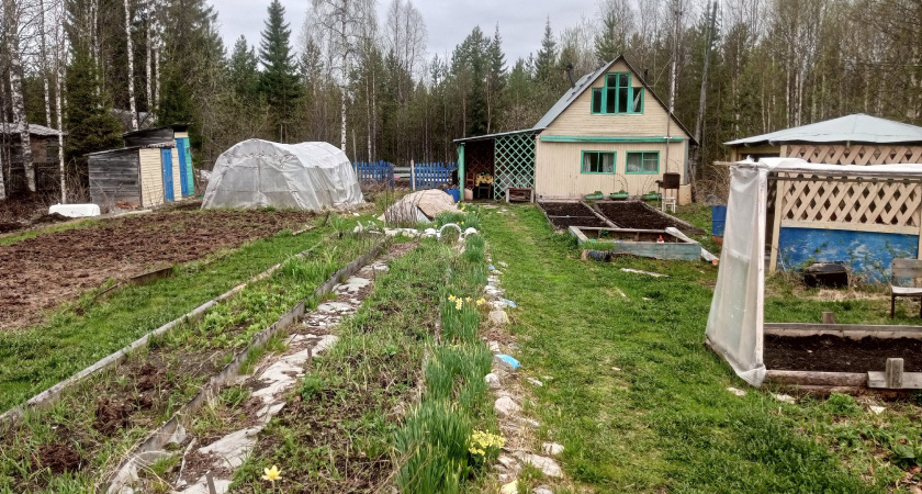 Аграриям Коми рассказали о "невидимых вредителях рассады"