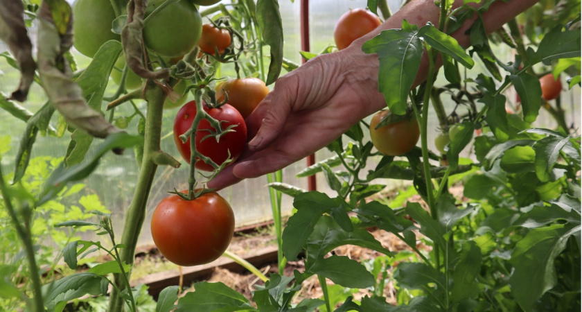 Не обрезайте этот лист на томатах потеряете весь урожай: садовод с 20-летним опытом раскрыл секрет выращивания помидоров