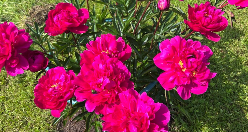 Как только ростки покажутся из земли на 10 см — первым делом: бутоны пионов размером с целый арбуз