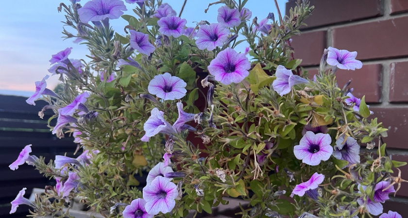 Садовые цветы, о которых забыли: 5 самых модных в 2025 — в деревенском стиле