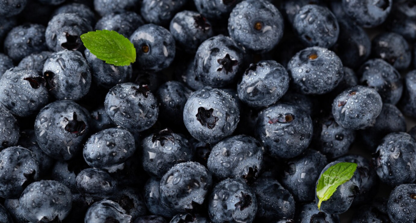 При набухании почек голубике — обязательно: всего 10 гр. под куст — и ягод нарастает тьма, крупные и сладкие