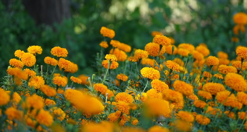 Главные секреты пышного цветения бархатцев: от посадки до ухода – узнайте, все ли вы делаете правильно