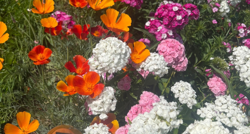 Этот дивный многолетник цветет все лето без остановки: все будут любоваться до холодов