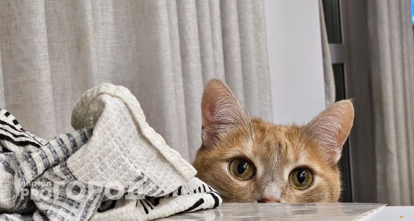 Роспотребнадзор: жители Воркуты, Сосногорска и Сыктывкара чаще всего обращаются с жалобами из-за тараканов в квартире