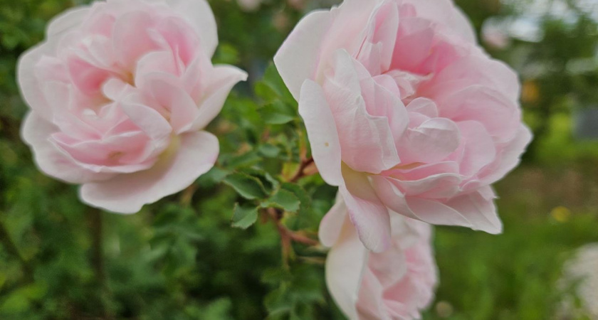 При появлении красных ростков пионов: замочите 500 грамм в воде – и цветов будет видимо-невидимо!