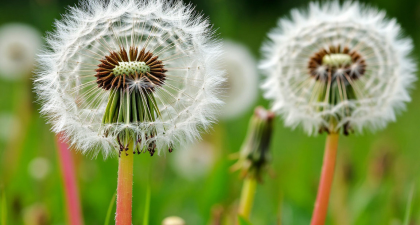 Злостный сорняк: как искоренить одуванчики, оккупировавшие дачный участок — это проще простого