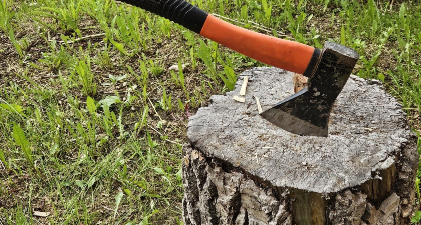 В Коми пенсионер пустил под топор лес на 80 тысяч рублей ради стройки