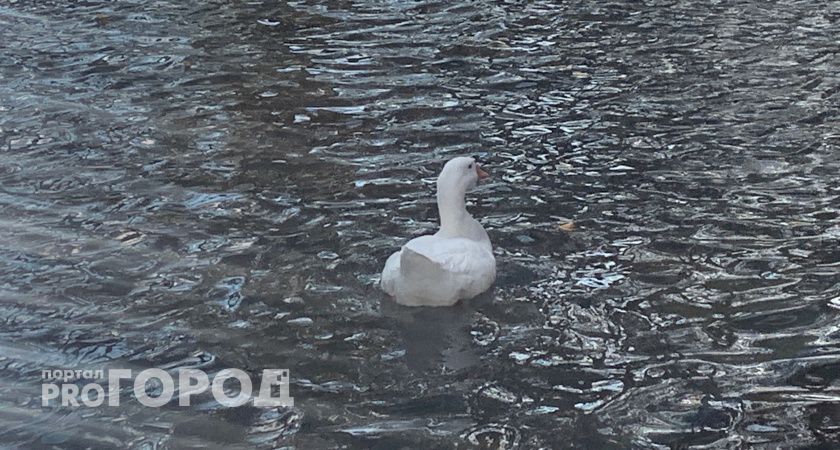 Теплая весна в Коми: животные проснулись раньше времени