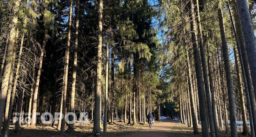 В Сыктывкаре благоустроят парковую зону по улице Мира