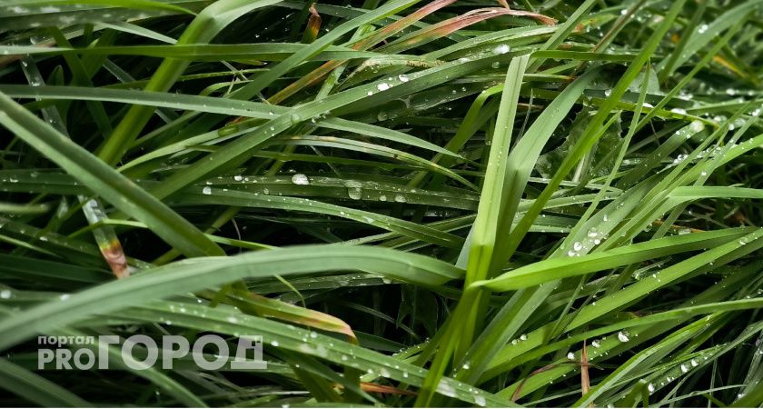 Дожди и прохлада: прогноз погоды в Коми на 6 мая