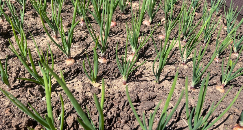 Кинула на грядку в мае — забыла про луковую муху на все лето: ни одной желтой травинки за сезон