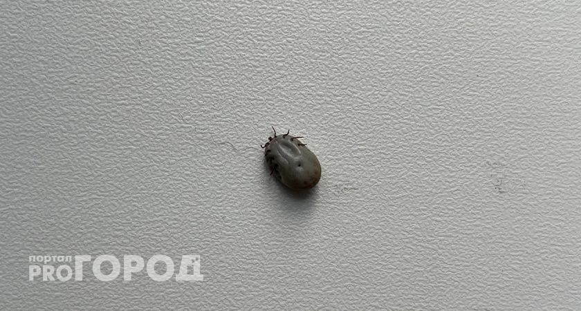 Клещи активизировались: в Коми растет число обращений за медпомощью
