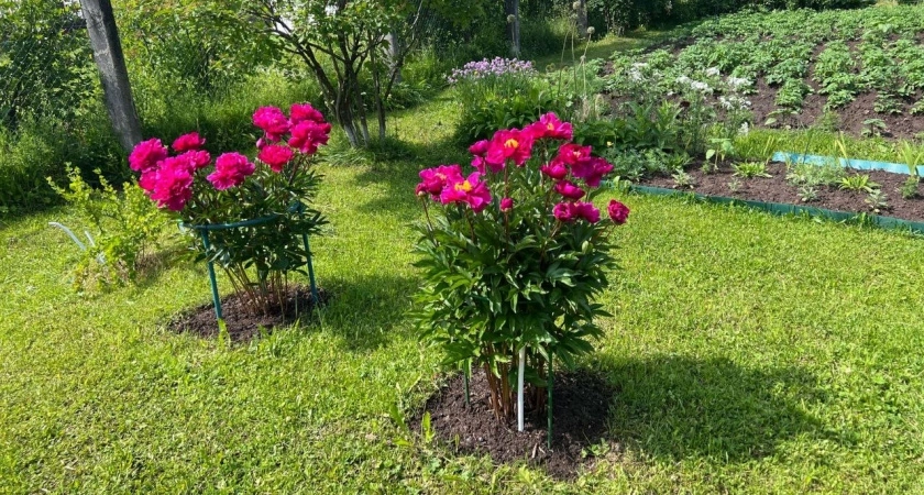 Пионный бум: 15 грамм секретного ингредиента в ведро и ждите фейерверк цветов — даже бабушка ахнет