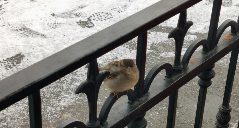 Зима еще вернется: Гидрометцентр изменил прогноз с 25 мая — снова морозы и снег