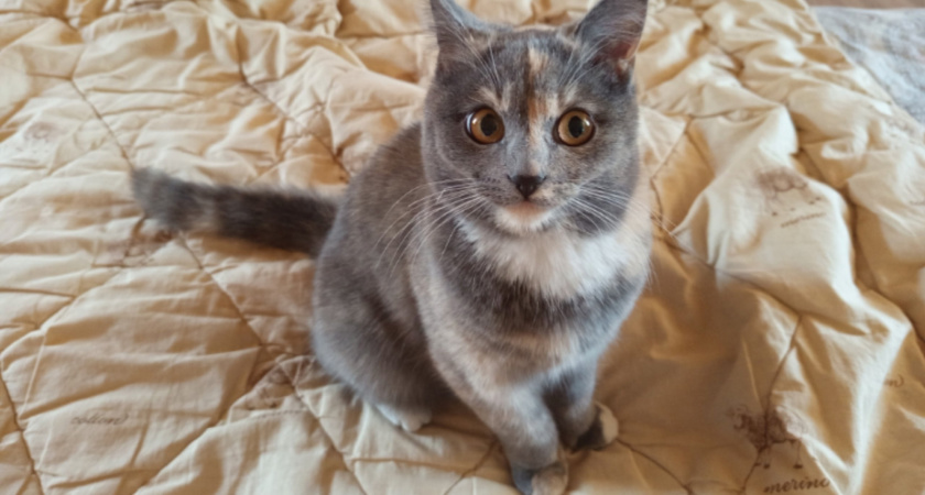 Как кошка понимает, что вы её любите: 9 важных, но неочевидных признаков