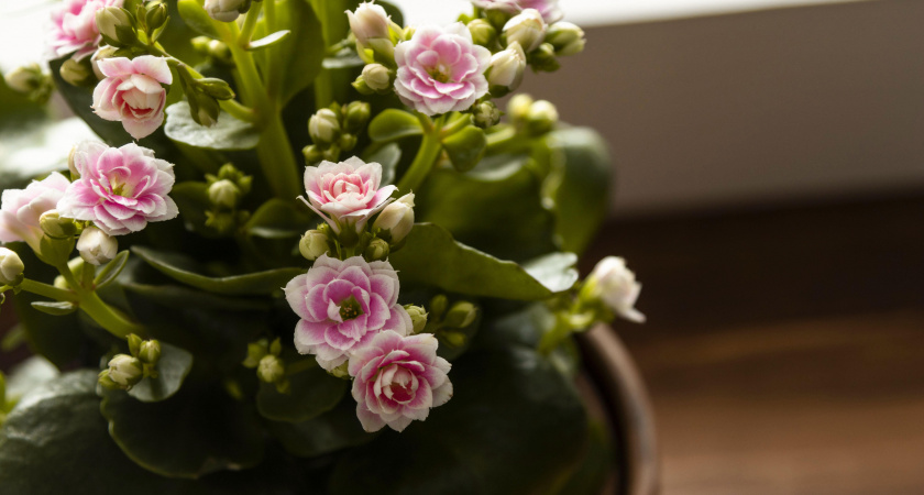 Три простых приема — и дохлый декабрист выпустит цветы: как стимулировать цветение ленивой и чахлой шлюмбергеры