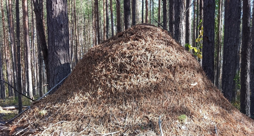 Кучку в муравейник — и букашки убегут в панике за три километра: средство № 1 от вредителей есть на каждой кухне