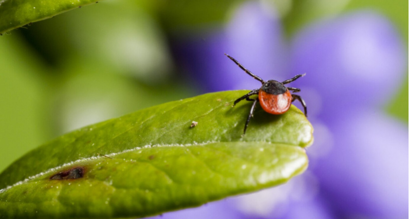 Клещи забьются в конвульсиях от этого аромата: достаточно всего пары капель копеечного средства за 45 рублей
