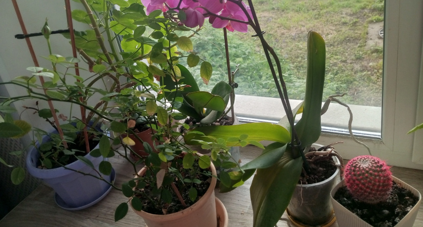 Цветы-вампиры: 10 ядовитых комнатных растений, которые строго запрещено держать в квартире